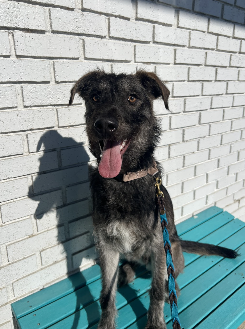 Orbit — Wags and Walks